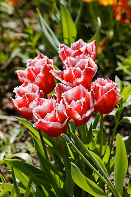 Jardin des Impressionnistes-073